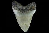 Fossil Megalodon Tooth - North Carolina #79925-2